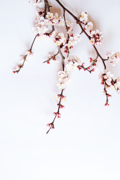 在白色背景上有花的树枝。有选择性的重点图片下载