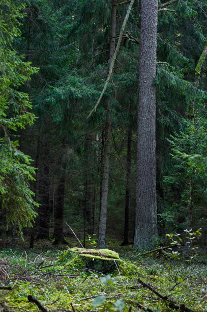 森林与树木和苔藓的背景。立陶宛。图片下载