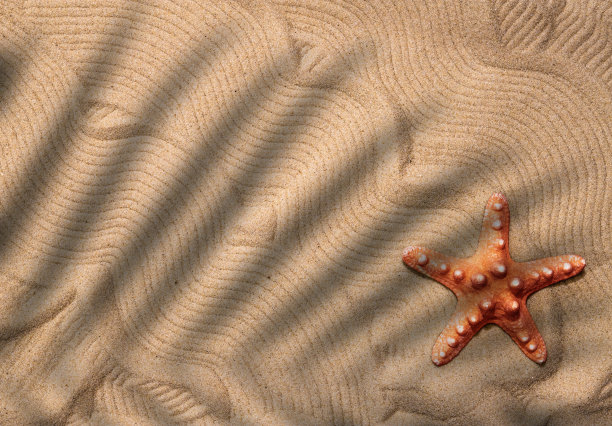 一只海星躺在棕榈叶树荫下的沙滩上。前视图。复制空间。。图片下载