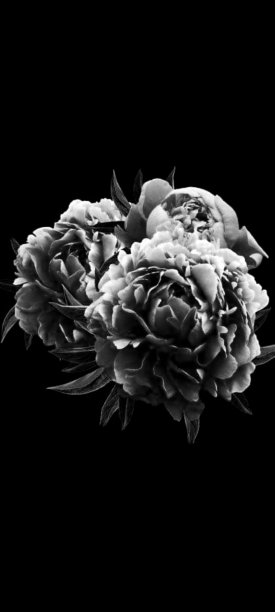 黑色和白色的玫瑰图片下载