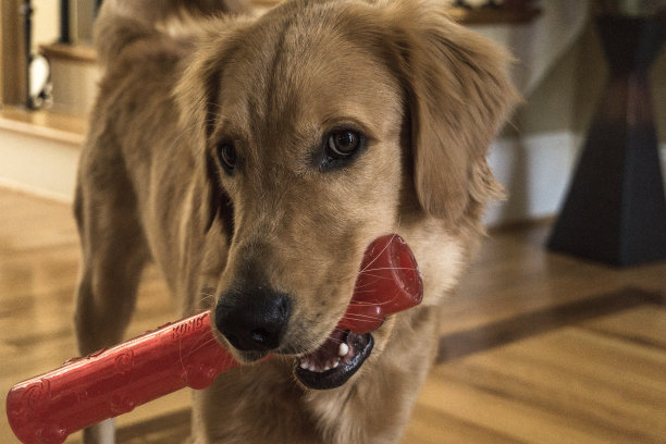 一只可爱的小金毛猎犬图片下载