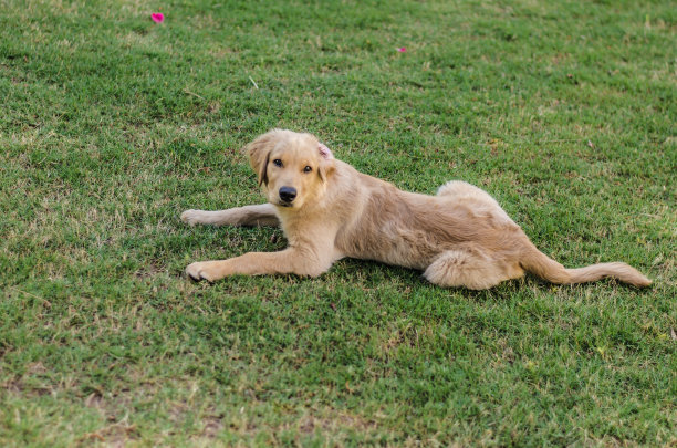 后院有一只可爱的小金毛猎犬图片下载