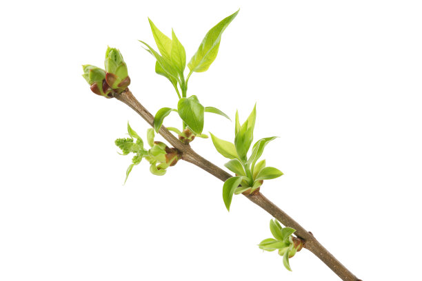 一种紫丁香的枝，春季的嫩叶孤立在白色背景上。图片下载