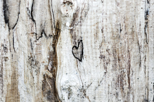 在木心。木材纹理与自然形成的心。图片下载