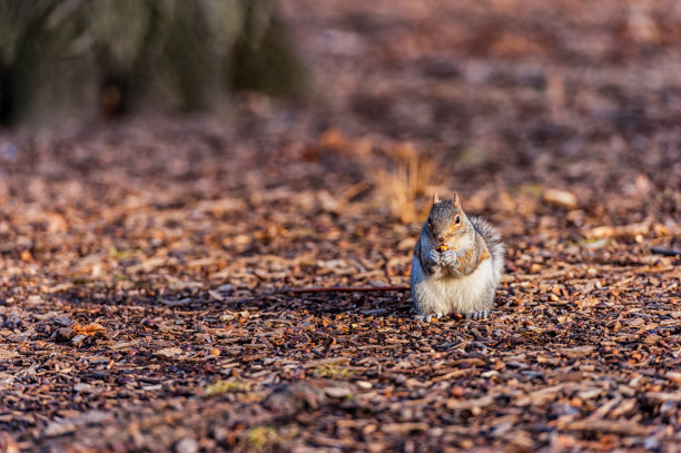 纽约中央公园的松鼠。松鼠吃坚果。美国曼哈顿图片下载