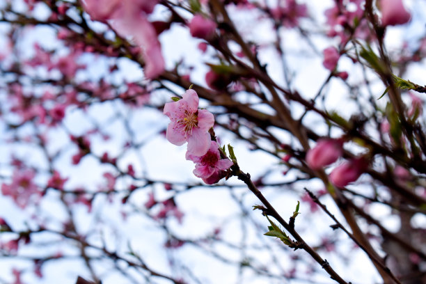 桃树花盛开在一个美丽的阳光明媚的日子图片下载