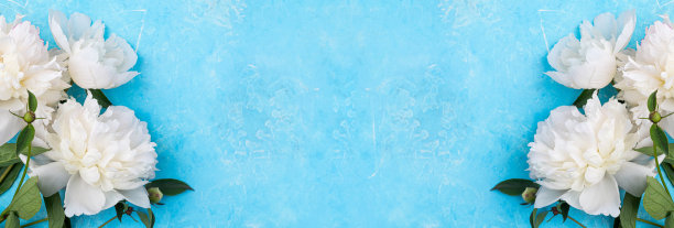 白色牡丹花在蓝色背景顶视图。假期的概念。花，春天，贺卡，盛开的夏季牡丹背景。横幅图片下载