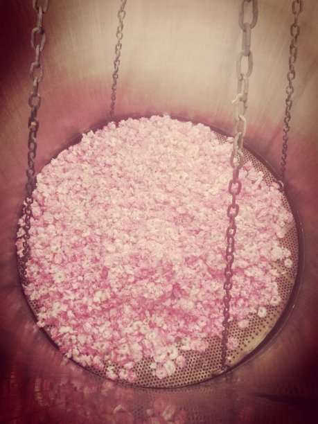 用于提取精油的大马士革玫瑰花瓣图片下载