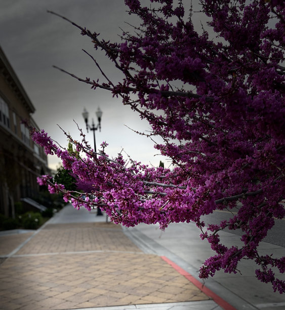 粉红色的花挂在树上和灯柱上图片下载