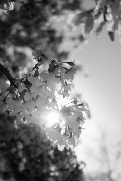 在阳光照耀下的大树上的大球状花，黑白相间。图片下载