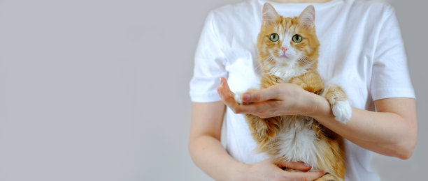 人抱着姜猫在灰色的背景，与复制空间图片下载