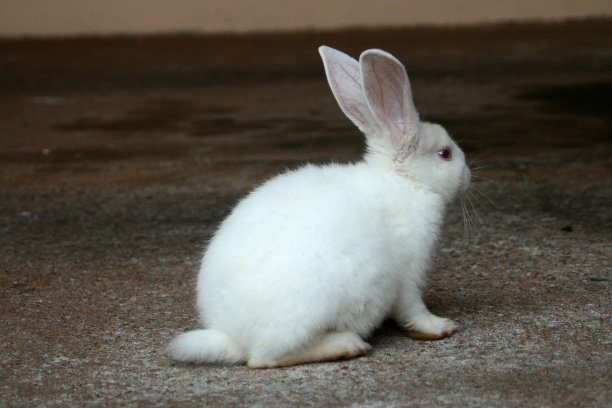 一只白色毛茸茸的小兔子。图片下载