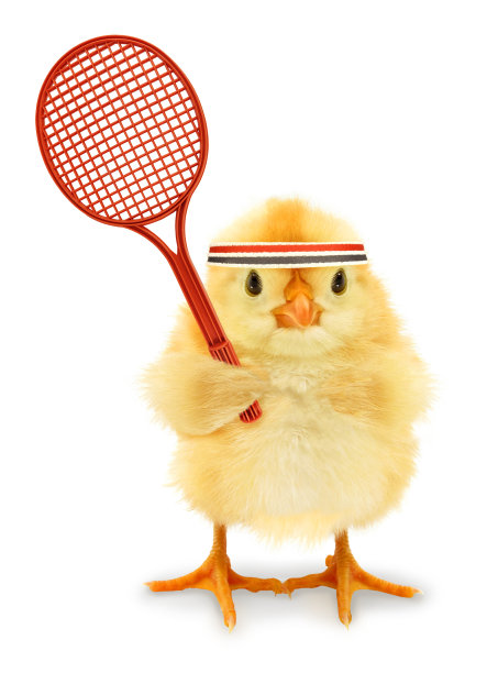 可爱酷的小鸡网球运动员与球拍或有趣的概念形象图片下载