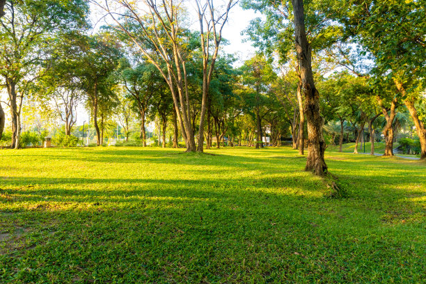 美丽的风景在公园与树木和绿色的草地在早上。图片下载