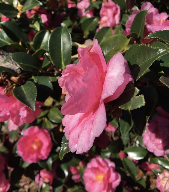 粉红色山茶花盛开图片下载