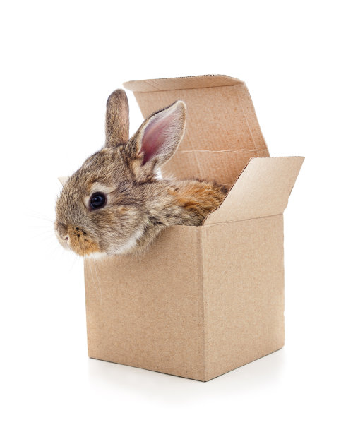 盒子里的兔子。图片下载