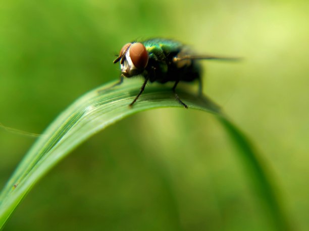 附在叶子上的家蝇图片下载