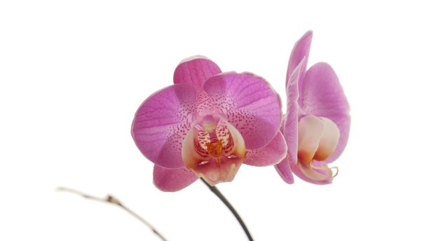 粉色兰花花朵图片下载