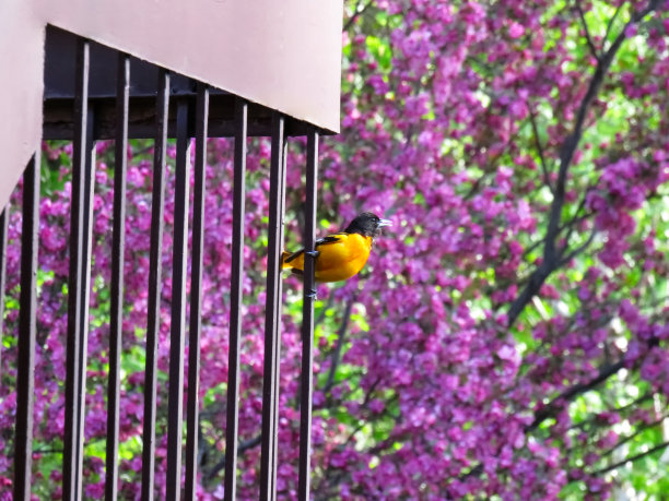 橙色的巴尔的摩黄鹂雄挂在阳台的栏杆上图片下载