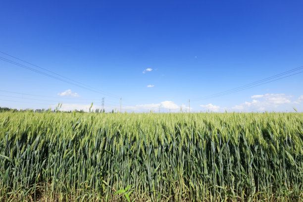 蓝天白云下的麦田图片下载
