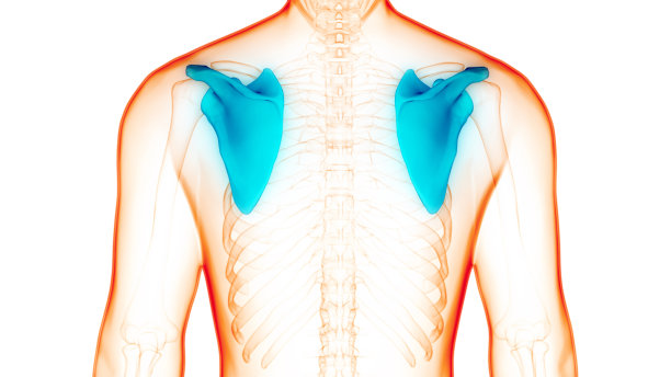 人体骨骼系统、肩胛骨、关节解剖学图片下载