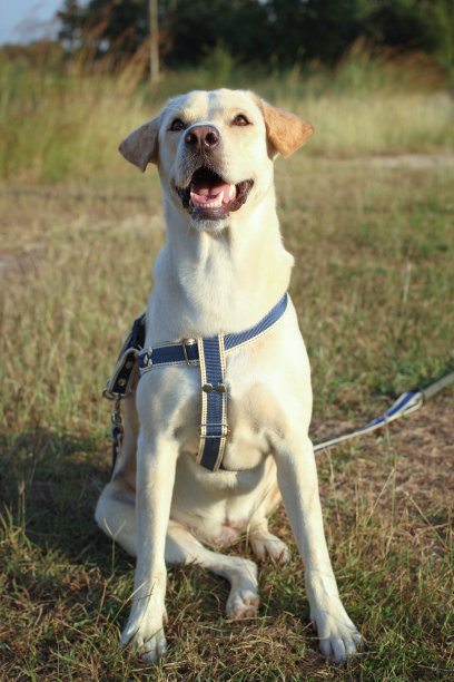 拉布拉多寻回犬的坐姿图片下载