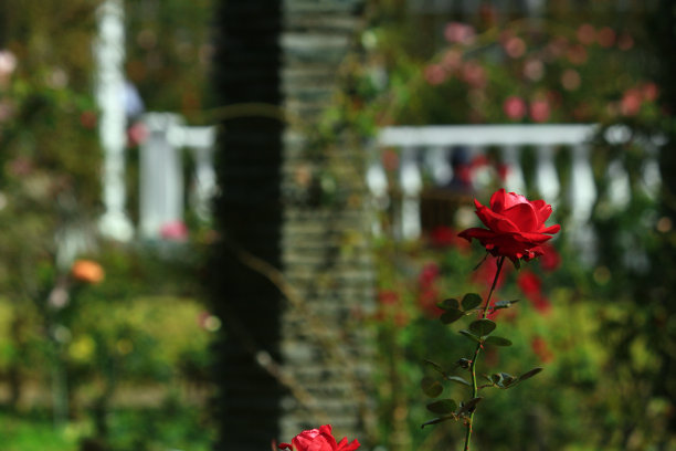 花园里盛开着美丽的玫瑰图片下载