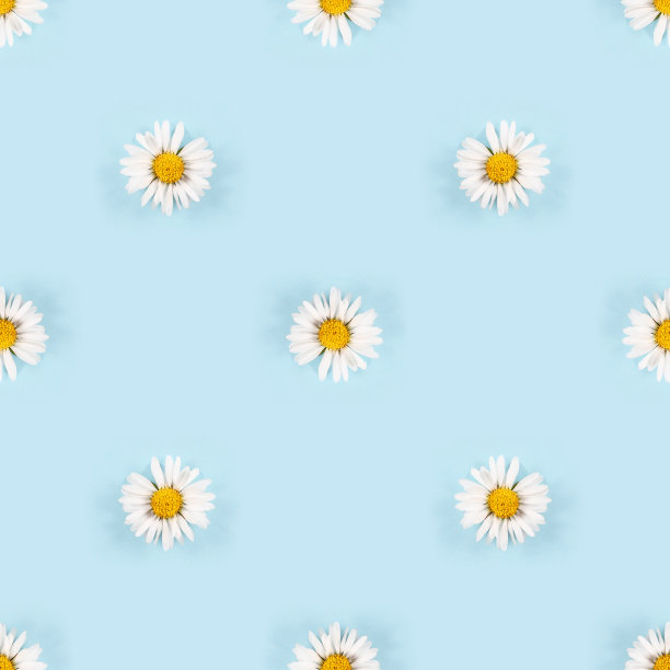 小雏菊花瓣带有白色花瓣的无缝图案图片下载