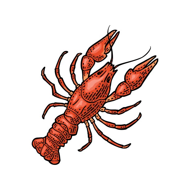 龙虾孤立在白色背景。矢量彩色复古版画图片下载
