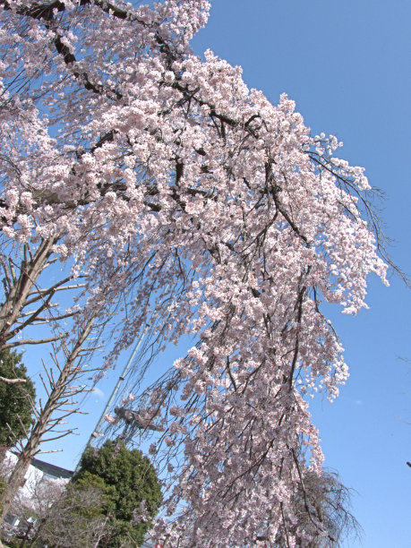 樱花的花图片下载