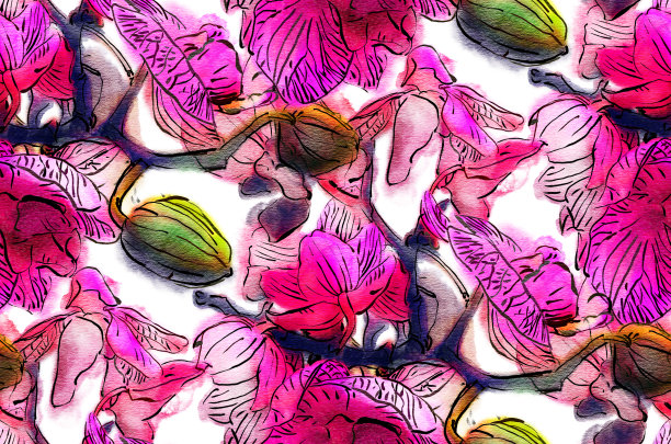 帕莱诺普西斯兰花图片下载