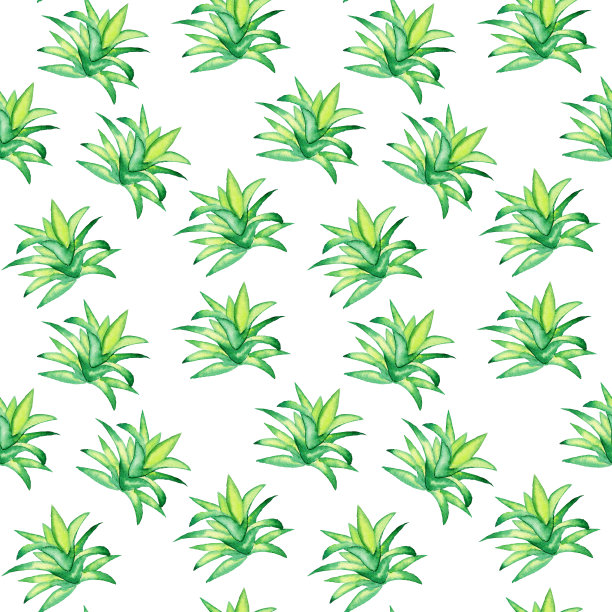 白色背景上的绿色肉质无缝图案。水彩手绘插图。用于织物或数码纸的室内植物仙人掌。图片下载