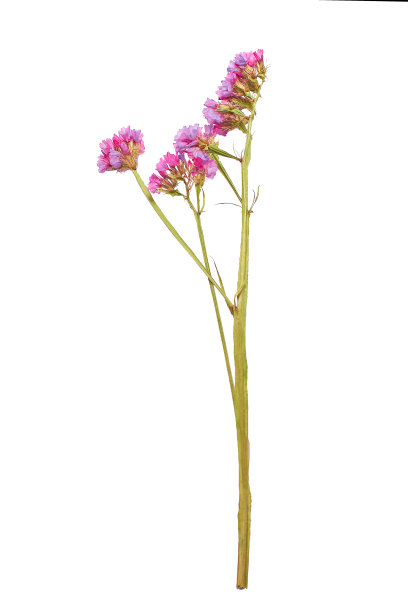 白色背景上的彩色干花。俯视图干花图像。复制的空间。浪漫的花朵。文字和设计的空间。一个贺卡。隔离图片下载