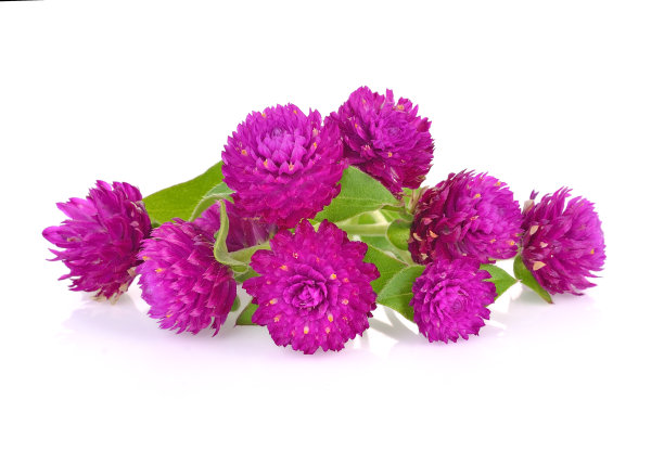 地球苋美丽的花在白色的背景图片下载