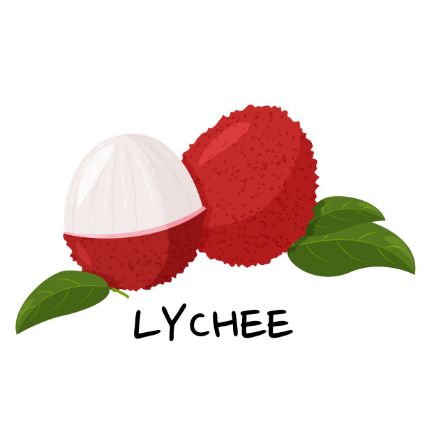 孤立在白色背景上的热带水果荔枝。新鲜奇异的浆果矢量插图。图片下载