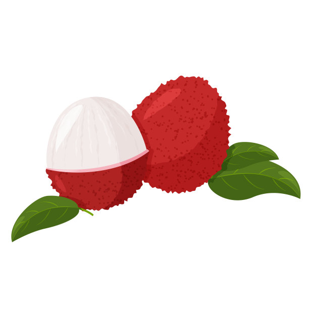 孤立在白色背景上的热带水果荔枝。新鲜奇异的浆果矢量插图。图片下载