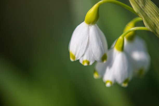 雪花的特写图片充满了整个屏幕。图片下载