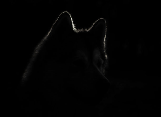 黑暗捕捉一只狗的剪影图片下载