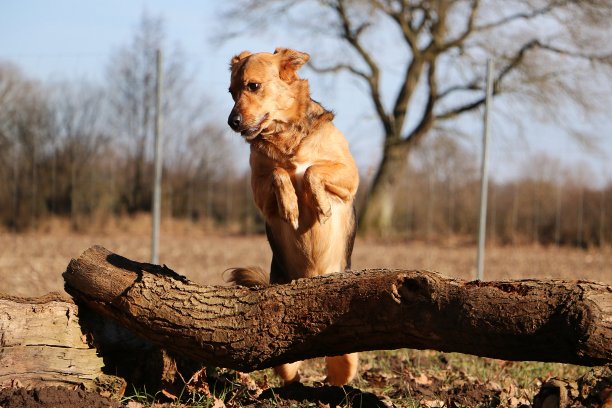 在森林里，一条大型混合牧羊犬正在跳过一根大树干图片下载