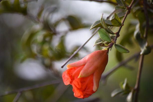 近景矮石榴室内植物开花。水果叶挂在花园背景墙纸照片图片下载