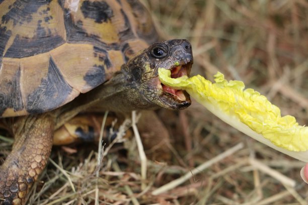 一个小乌龟吃莴苣叶的特写图片下载