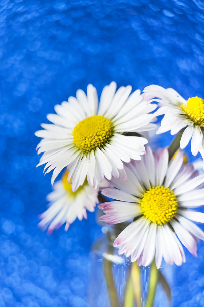 雏菊花束在蓝色背景和漩涡散景。图片下载