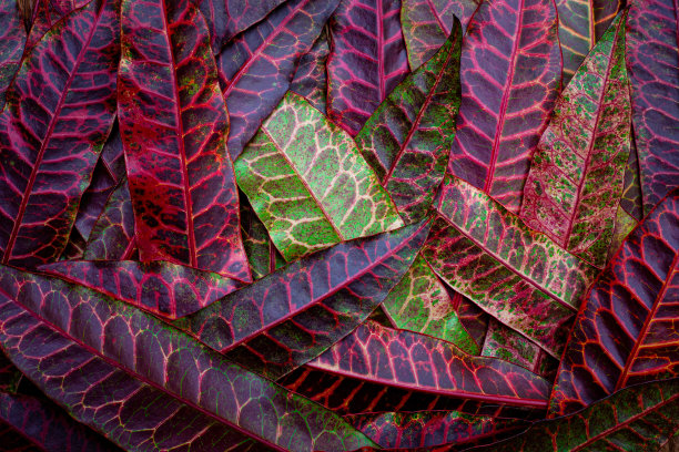 丰富多彩的树叶纹理背景的完整框架。热带的叶子图片下载