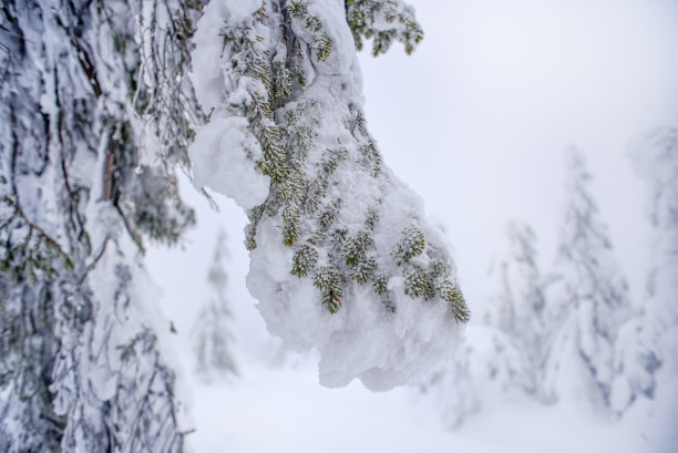 冰冻的树枝和冬天在Karkonosze山脉。图片下载