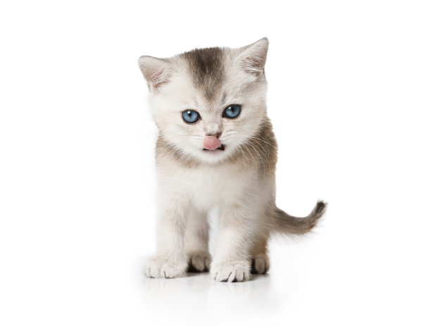 有趣的苏格兰小猫，它的舌头伸出来站在白色图片下载