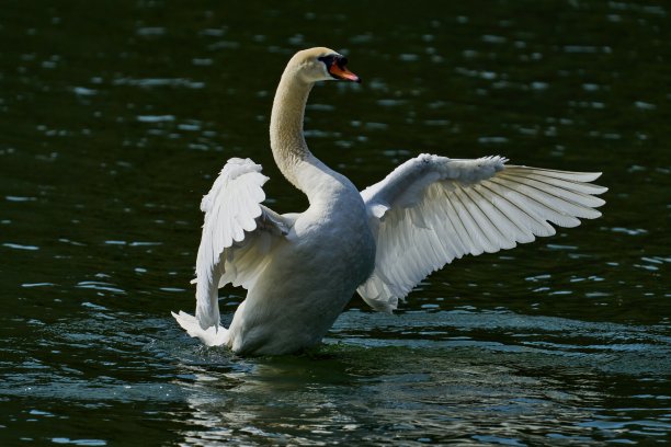 一个白色疣牙天鹅的肖像拍打和展开他的翅膀图片下载