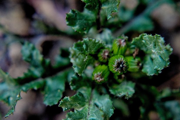 绿色的对我来说图片下载