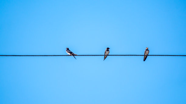一群燕子坐在电线上图片下载