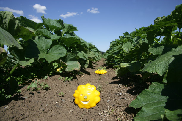 帕蒂·潘南瓜在场上图片下载