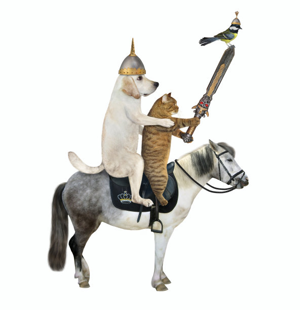 狗拉布拉多2带着剑骑马图片下载